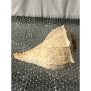 Lightning Whelk 8.5” Seashell Beach Nautical Aquarium Decor Coastal Welk Conch